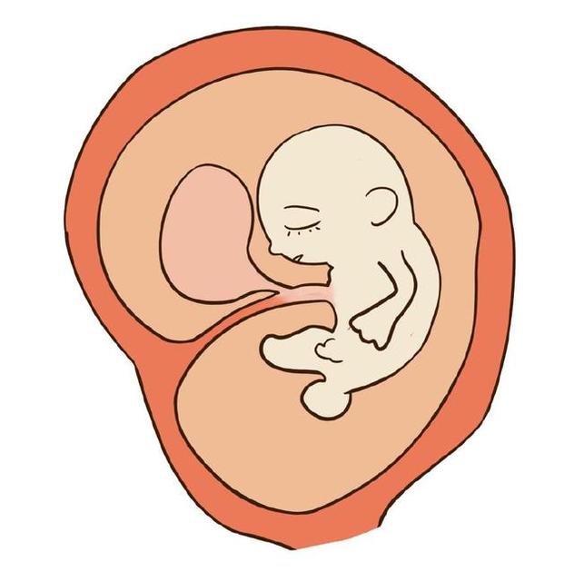 胚胎停止发育到底是个咋回事