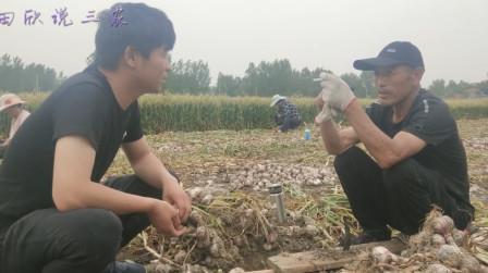 农村承包土地种植什么?大爷说种植这个比小麦赚钱，看完之后懂了