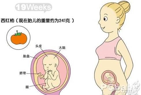 怀孕五个月胎动厉害正常吗