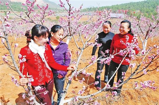 ""桃花岛"是何氏农家乐的店名,2004年,在昆明打工的何长进回乡创业