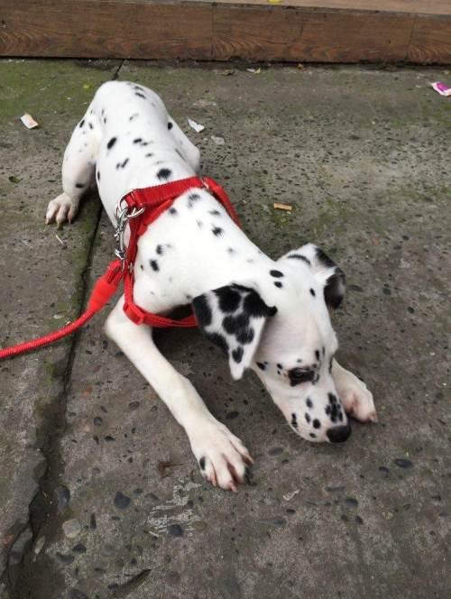 斑点狗大麦町犬,含泪转让.只卖给爱犬人士!—泸州大