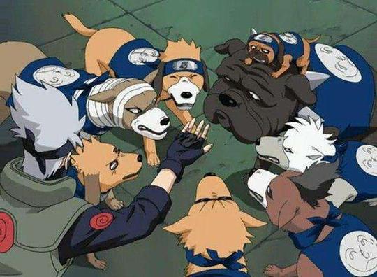 火影忍者:卡卡西的八只召唤兽,都是名贵犬种,一般人养