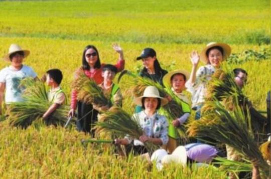 春种一粒粟秋收万颗子——来自中原丰收现场的影像记录