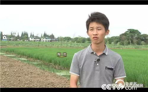 别人是靠养龙虾赚钱,他靠这个"偏门"从稻田里抓出4000