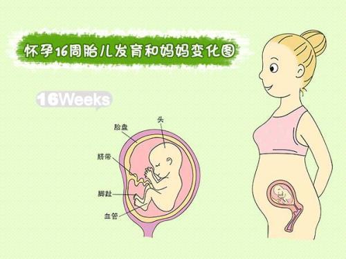 孕期检查中胎儿双顶径是什么意思