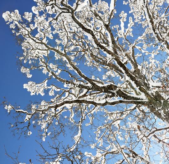 雪_枝条_图片大全—全景创意图库（quanjing.com）中国领先的正版图片视频素材网站