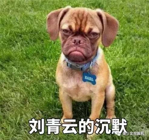 壁纸动物狗狗狗493_464