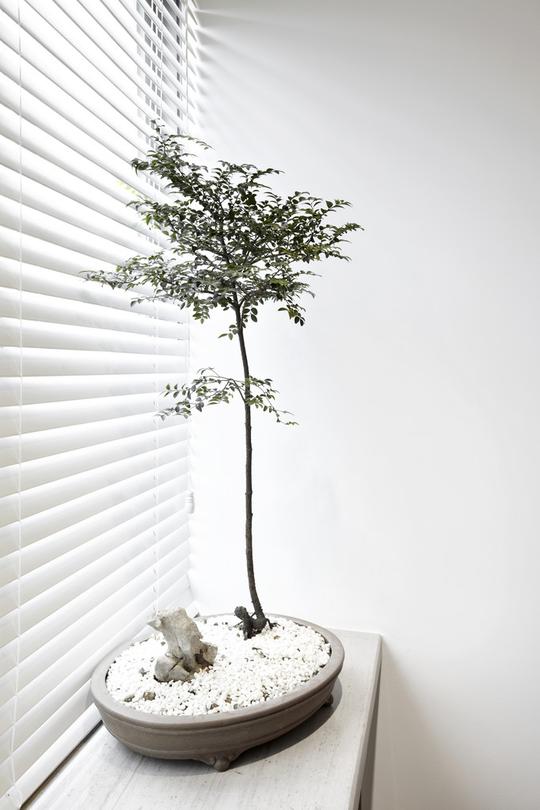 植物_百叶窗_图片大全—全景创意图库（quanjing.com）中国领先的正版图片视频素材网站