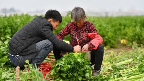 90后帅小伙带百万返乡创业带领贫困户种菜致富