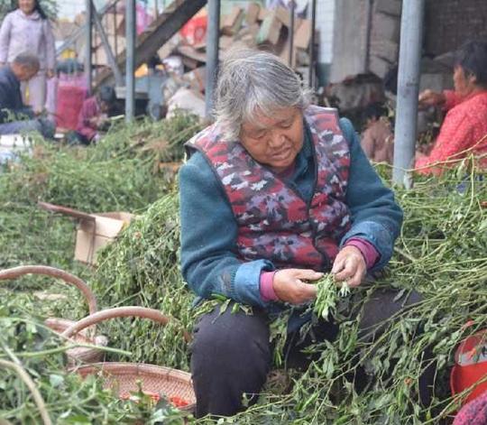 试想一下,不出村,不掏多大力,就能挣钱,这对于农村老人来说,买个油盐