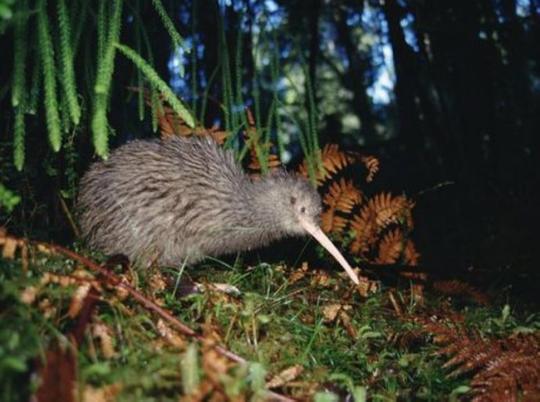 褐几维鸟brownkiwi(apteryxaustralis)57