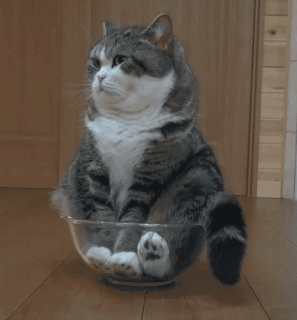 壁纸动物猫猫咪小猫桌面297_321gif动态图动图