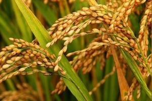 旱稻产量与水稻产量哪个多