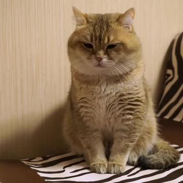 周一上班的熊样搞笑gif表情图片