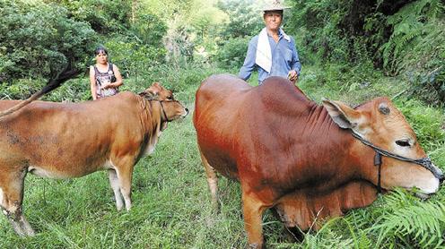 农村穷小伙打工回家养牛创业，夫妻凑10万起家，年赚千万元