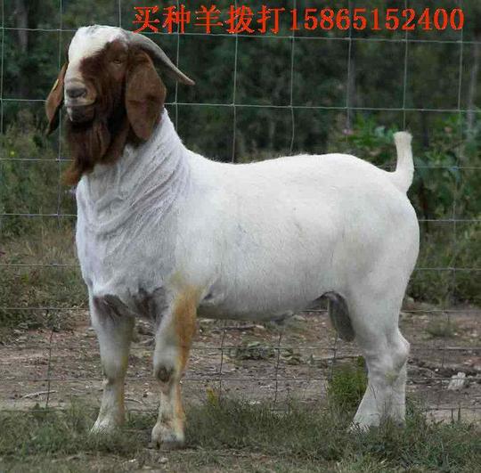 现在养羊赚钱吗山东种羊价格