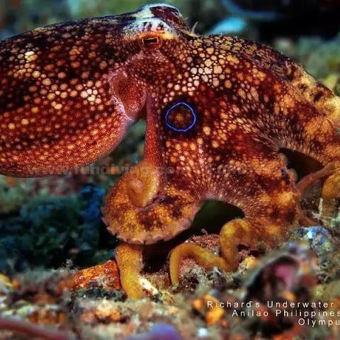 蓝环章鱼 头条搜索