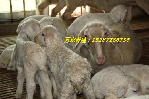 供应农村养羊赚钱吗小尾寒羊多少钱一只