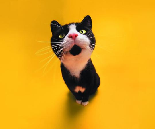 名猫中的冷门猫种，凭借实力卖到2万，号称性格最像狗的猫