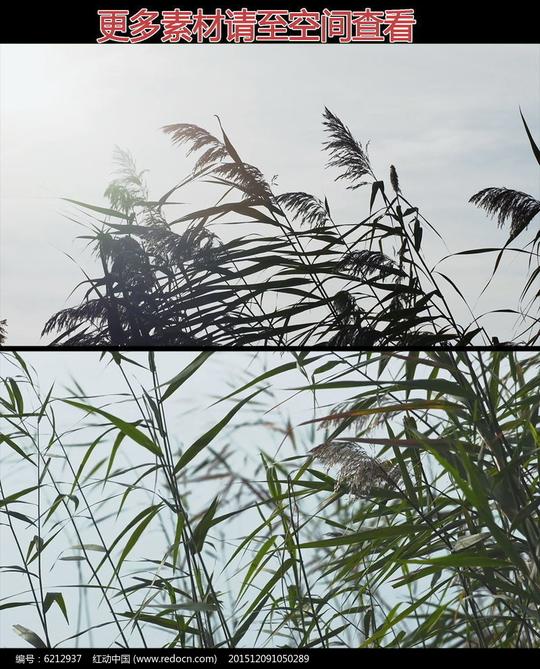 芦苇花絮芦苇荡高清实拍视频素材