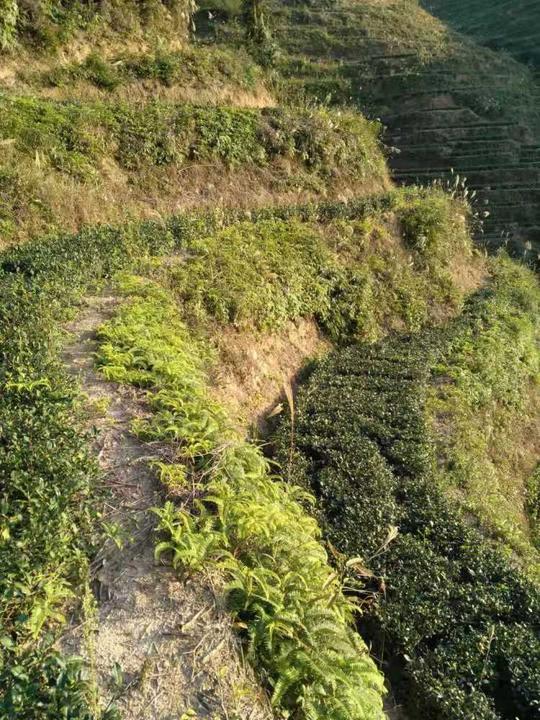 年少家贫,走卖茶叶触动创业梦回忆起年少时,陈福锦记忆犹新.