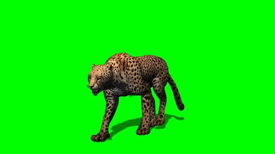 猎豹花豹行走步伐绿幕免抠像影视特效视频素材