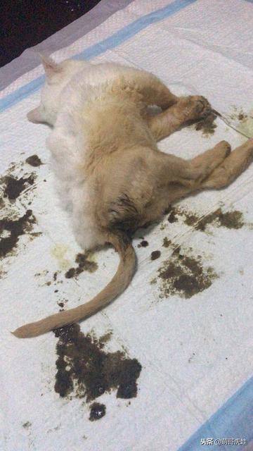 中国便秘日是谁定的