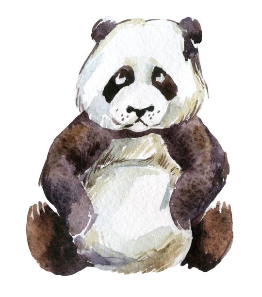 熊猫,水彩,隔绝,白色背景,背景,大熊猫,插画
