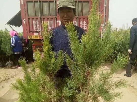 蚂蚁森林要"赚钱",树木结果推出销售,种树的朋友有回报吗?