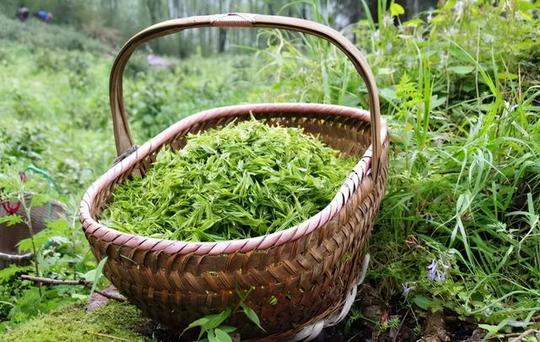 什么是白莲花茶好喝