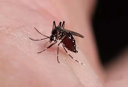 O型血的宝宝更容易招蚊子吗
