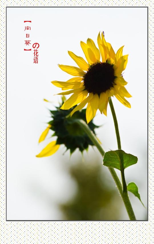 向日葵之花语
