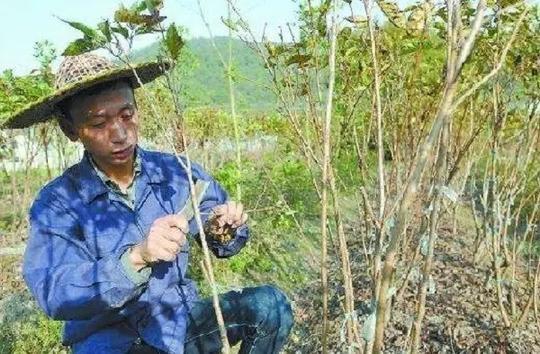 农村创业适合做什么项目?推荐几个农村创业好项目
