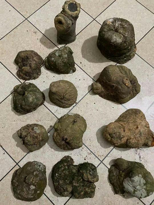 荔枝木瘤，喜欢私聊我