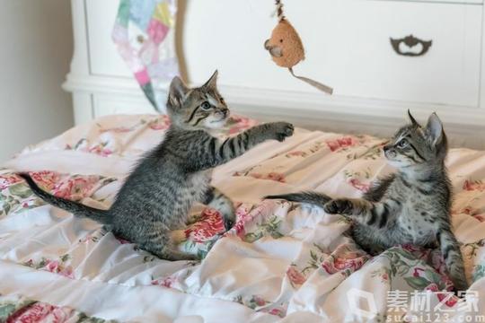 两只在床上玩耍的小猫