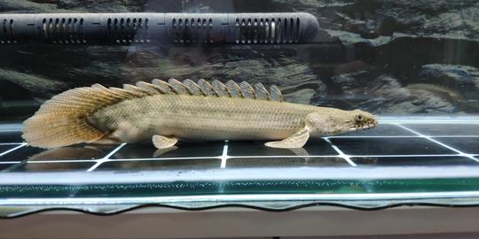 #热带鱼##热带鱼#短身可利巴鳄鱼恐龙，变异恐龙，30+，吃