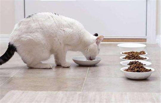 一,皇家宠物食品