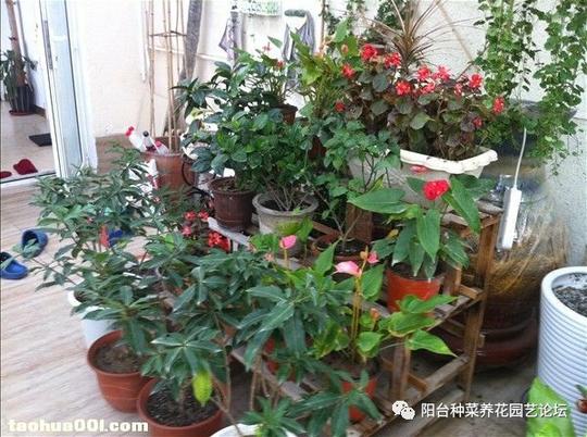 六品妖精养花日记:快来看我的阳光花房啊
