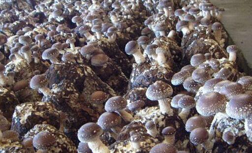 祁金波种植香菇带领农民致富的创业之路_371种养致富