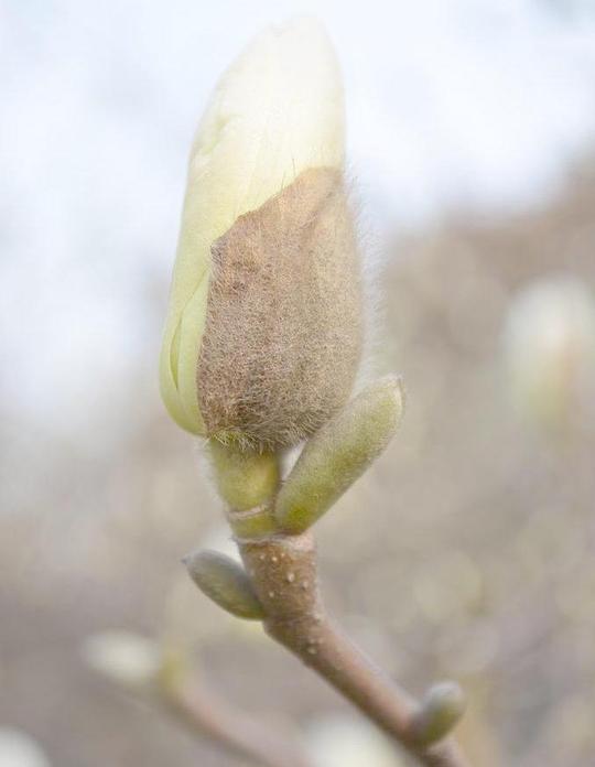 白玉兰花图片