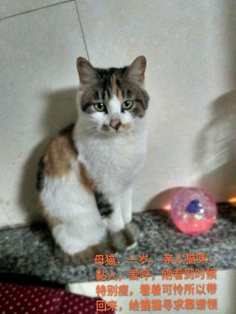 拉肚子饿两顿就好了吗