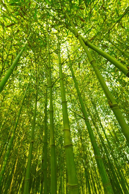 壁纸风景植物桌面682_1023竖版竖屏手机