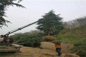 石楠木哪个国家的最好 宝马华收藏网