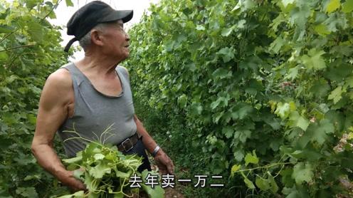 80岁农村老夫妻，在新疆经营菜园果园，说到赚钱大爷开心了