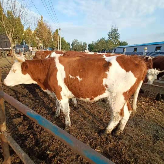 农村致富项目养牛肉牛利润牛犊市场价格小黄牛出售牛犊价格