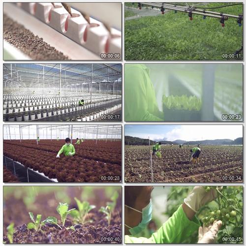 现代农业高科技种植绿色环保有机蔬菜市场销售航拍视频素材