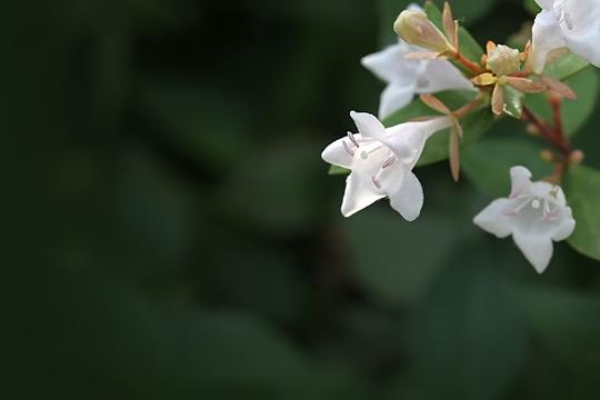 小白花糯米条拍摄练习