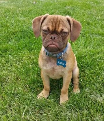 看不我大爽，极度不爽表情包