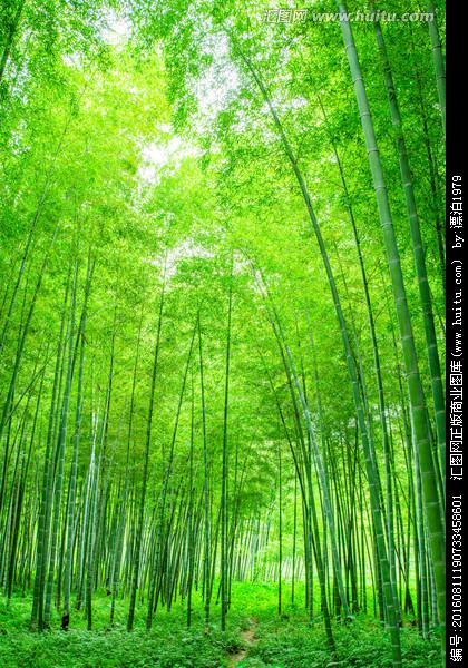 竹子图片竹林图片素材绿色竹子摄影竹林摄影竹子实拍竹林实拍搜索