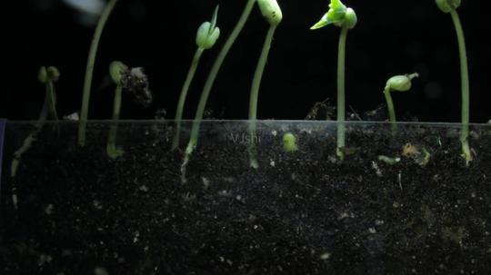 豆子植物嫩苗发芽延时摄影_1280x720_高清视频素材(:)